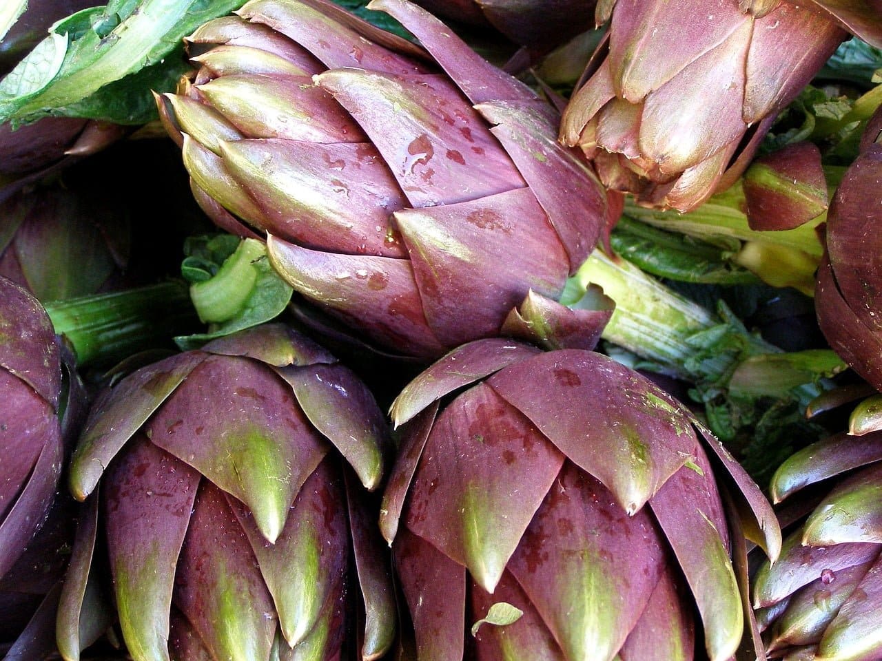 artichoke 1127911 1280